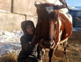 На «Доброй ферме» в ГоГолево находят приют коровы, от которых отказались хозяева
